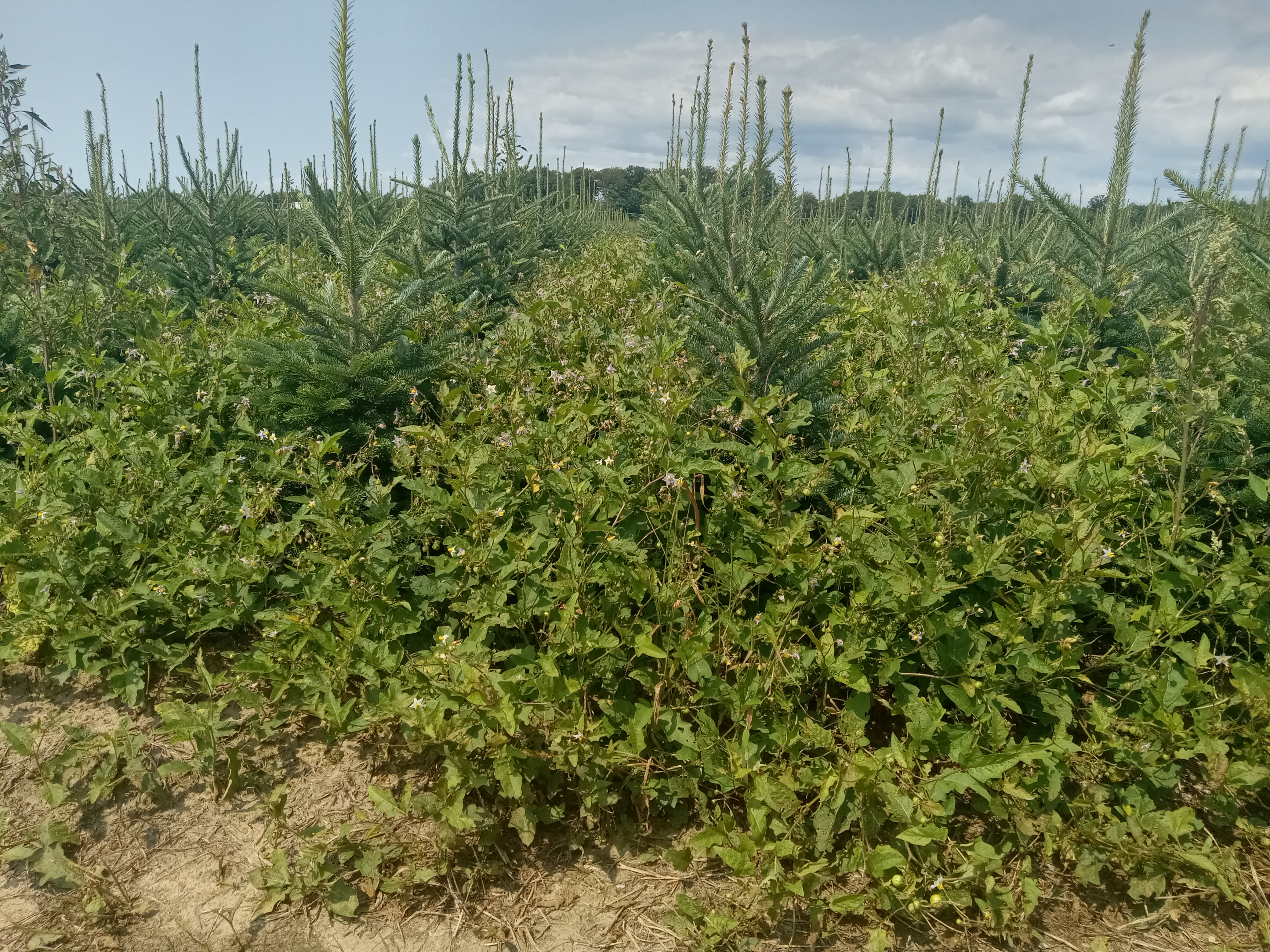 Christmas tree field with young evergreen trees heavily surrounded by tall, dense horsenettle weeds. The weeds have broad leaves, small flowers, and green berries, crowding the trees and competing for space and resources.
